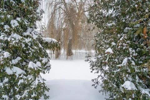 View through two snow-covered evergreen cedar trees towards a bare weeping Stock Photos