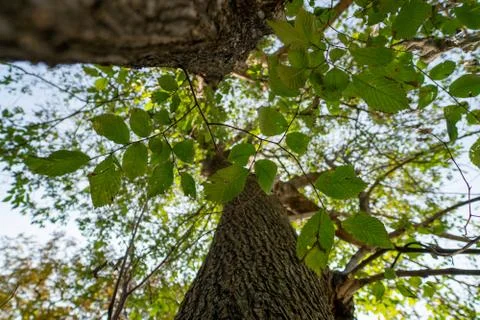 View through two tree trunks Stock Photos