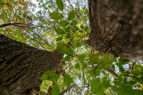 View through two tree trunks Stock Photos