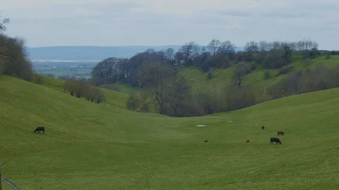 View Through Valleys Cows v1 Stock Footage 88017432