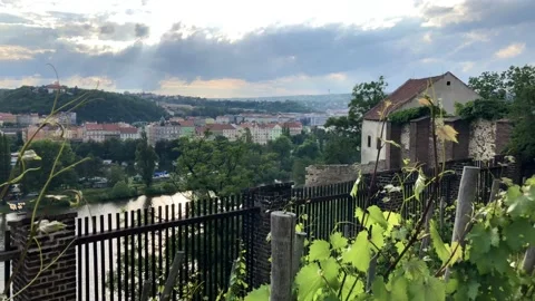 View through the vineyard on the panorama of Prague. Stock Footage 133779606