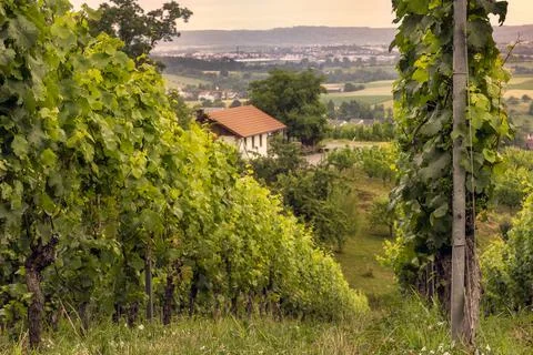 View through the vineyard on a small cottage Stock Photos