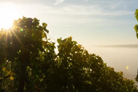 View through the vineyards down onto the Main river valley covered with fog Stock Photos