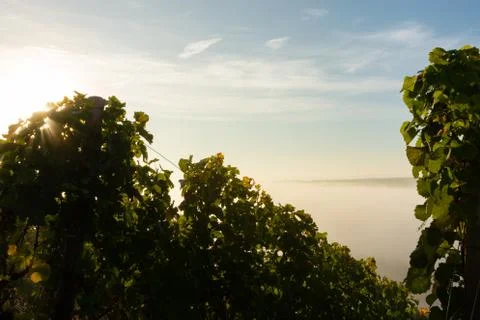 View through the vineyards down onto the Main river valley covered with fog Stock Photos