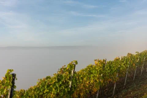 View through the vineyards down onto the Main river valley covered with fog Stock-Fotos
