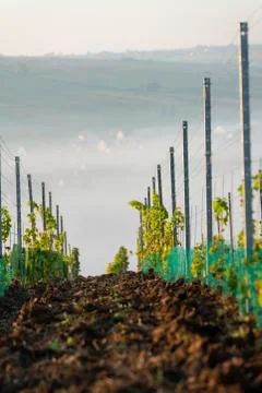View through the vineyards down onto the Main river valley covered with fog Foto stock
