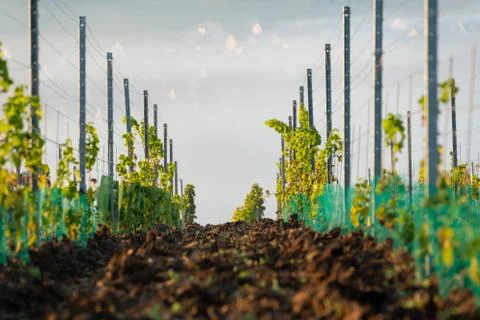 View through the vineyards down onto the Main river valley covered with fog Stock Photos