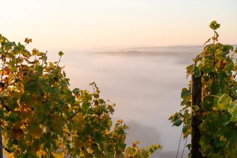 View through the vineyards down onto the Main river valley covered with fog Stock Photos