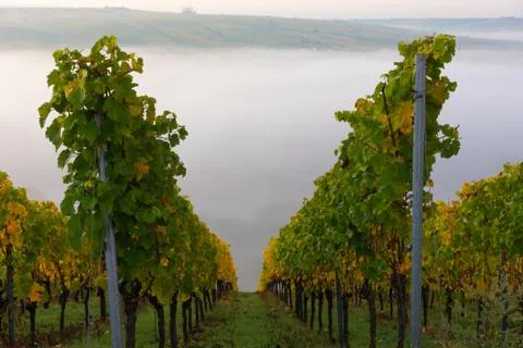 View through the vineyards down onto the Main river valley covered with fog Stock Photos