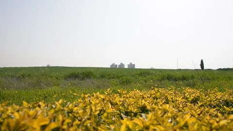 View through a wide green field to the city in the distance 動画素材 103473831