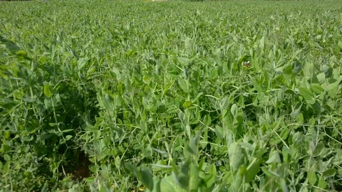 View through a wide green field to the city in the distance Video stock 103474185