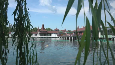 View through willow branches on two men bathing in thermal Heviz lake, Hungary - Stock Footage 190360745