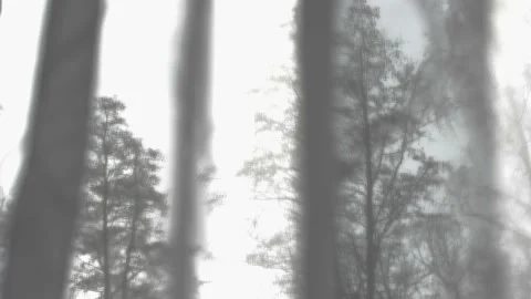 View through the window to the trees and setting sun Stock Footage 239262598