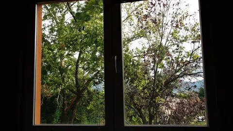View through the window of trees swaying in the strong wind. Stock Footage 253565819