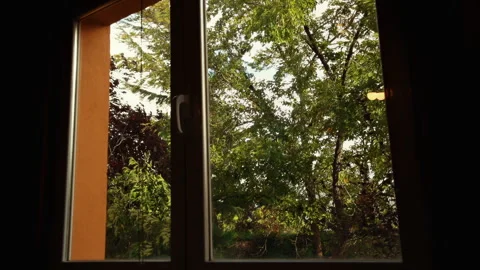 View through the window of trees swaying in the strong wind. Stock Footage 253565990