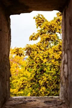 View through a window to a yellow maple tree at the autumn time 库存照片