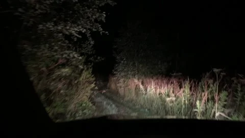 View through the windshield of a car walking along a forest path at night Stock Footage 172099108