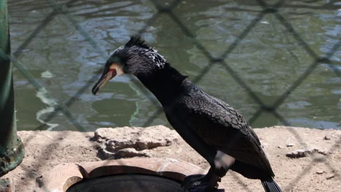 View Through Wire Mesh: A Cormorant Takes A Fish From A Bucket And Eats It In It Stock-Footage 310738053