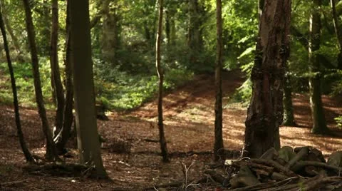 View through a wooded area in the forest Stock Footage 22386410