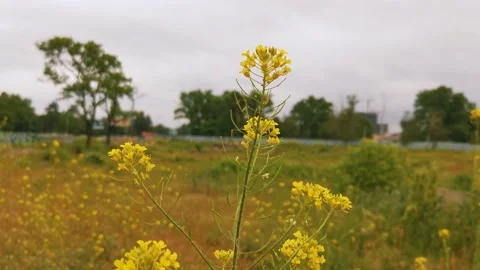 View through a yellow flower on a field Stock Footage 132708437
