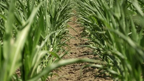 View through a young corn seedlings Stock Footage 158386740