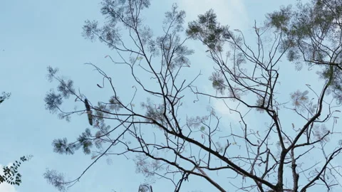 View throw the trees on a lonely beautiful asian crane flying in the blue summer Stock Footage 257880578