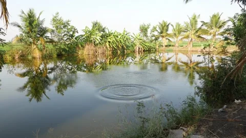 View of throwing stone into still lake water Stock Footage 150718463