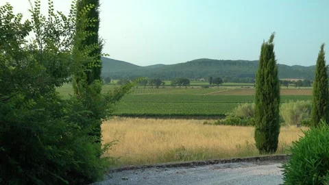 View of the thuja trees meadow and countryside landscape Stock Footage 245619444
