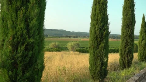 View of the thuja trees meadow and countryside landscape Stock Footage 245619449