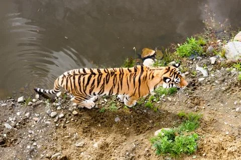 View of the tiger from above Stock Photos
