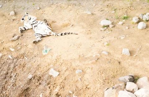 View of the tiger from above Stock Photos