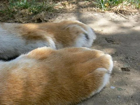View of tiger paws Stock Photos