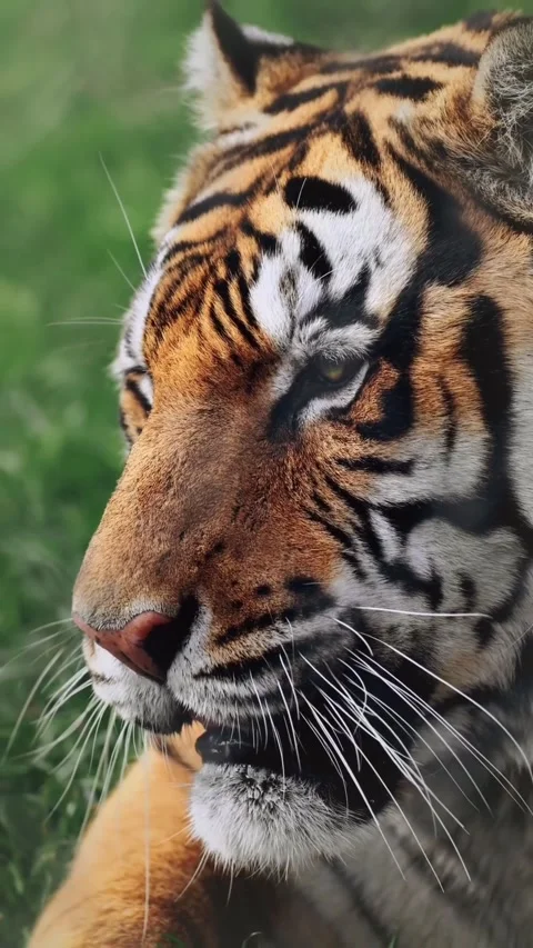 View of tiger in the zoo Stock Footage 269951756