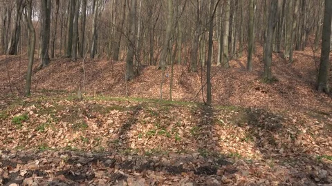View of tilt up forest tree empty branch in winter sunny day dry leaves ground Stock Footage 81974198