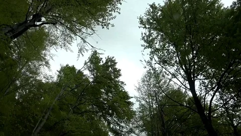 View of timelapse car drive in forest green tree crown green leaves woodland day Video stock 81966251