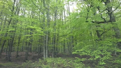 View of timelapse car drive on mountain road green forest tree leaves wild trip Stock Footage 81966281