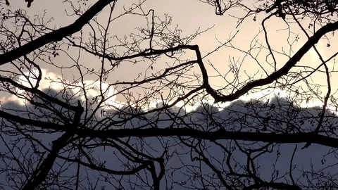 View of timelapse tree empty branch motion on dramatic clouds shiny sunlight ray Video stock 81975164