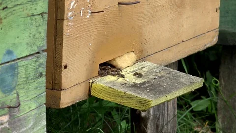 View of timelapse wild bee fly in hive nest insect pollinate honey beekeeping  Video stock 81964897