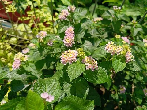 View of tiny flowers in the garden Stock Photos