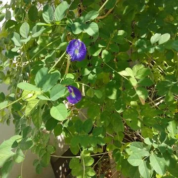 View of tiny flowers stand out among the green leaves Stock Photos