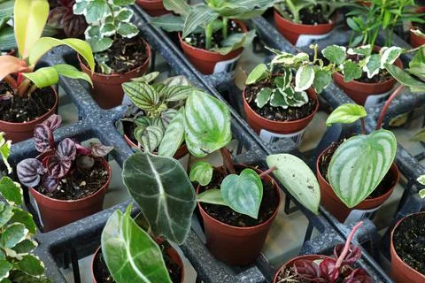 View of tiny mixed tropicals in small pots Stock Photos