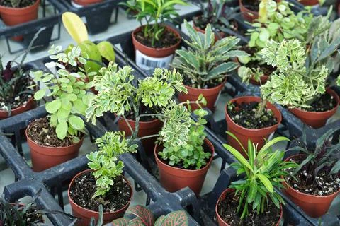 View of tiny mixed tropicals in small pots Stock Photos