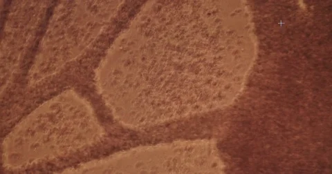 View of tissues and cells through a microscope 库存影片 77283282