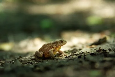 View of a toad sitting on leaves, summer day in eastern Poland 库存照片