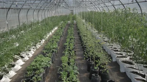 View of tomato bushes at different stage of growth Stock Footage 145222168