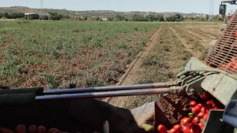 View from the tomato harvester looking over a field of ripe pear tomatoes. The Stock Footage 330616195