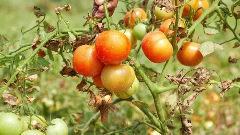 View of tomato plant filled with red-red tomatoes Video stock 147688733