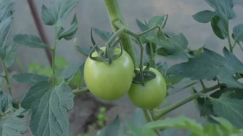 A view of tomato vegetables Stock Footage 236441107
