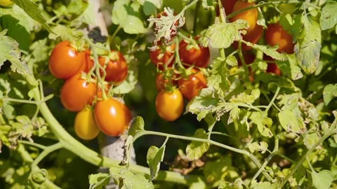 View of tomato vegetables Stock Footage 236441836