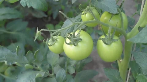 A view of tomato vegetables Stock Footage 236441972